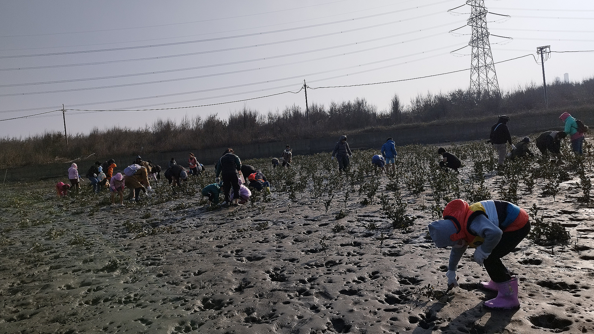 [情報] 1213出海口疏伐海茄冬
