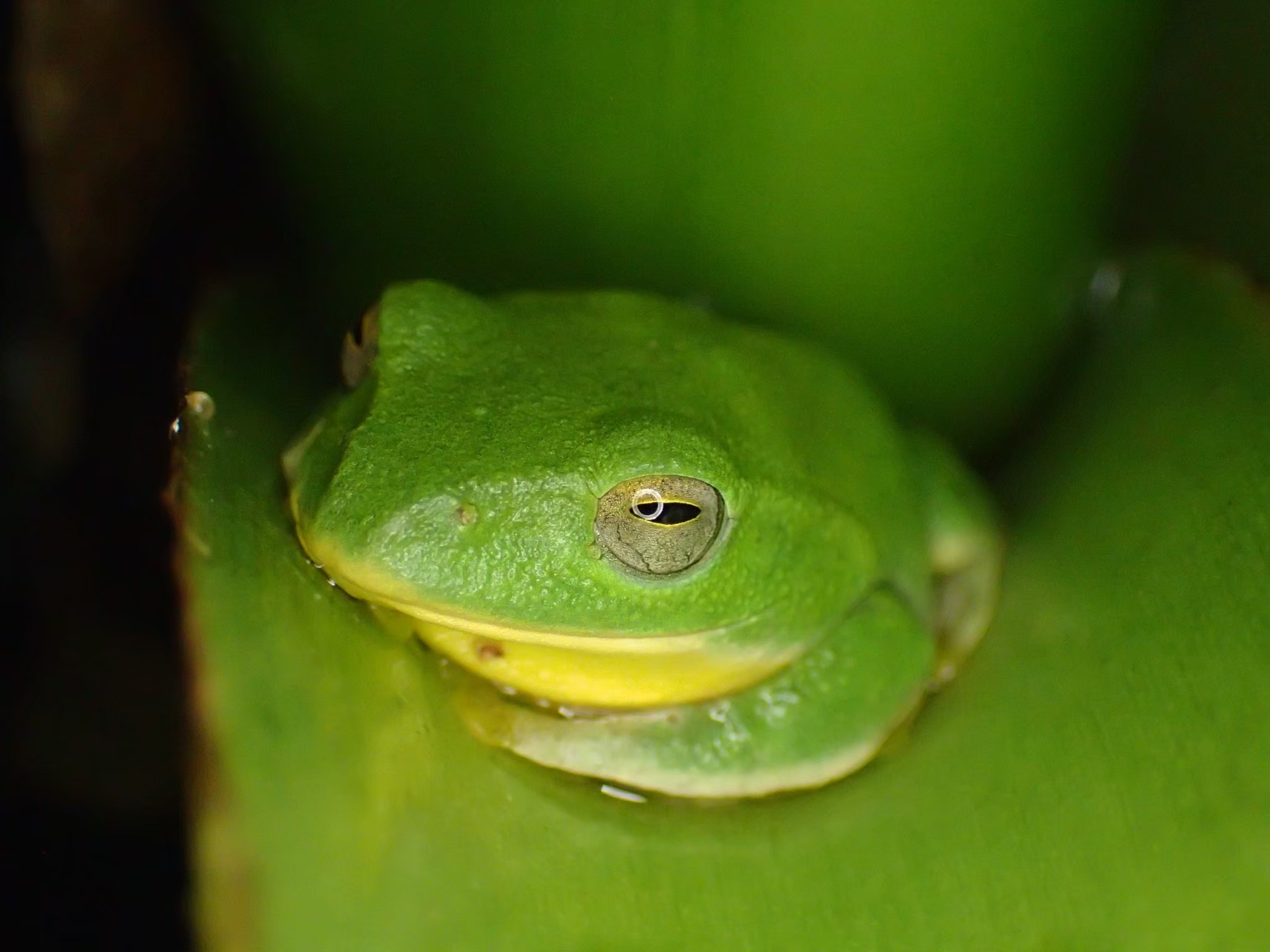 給一個安全的家 不然台北樹蛙就逃跑 荒野保護協會