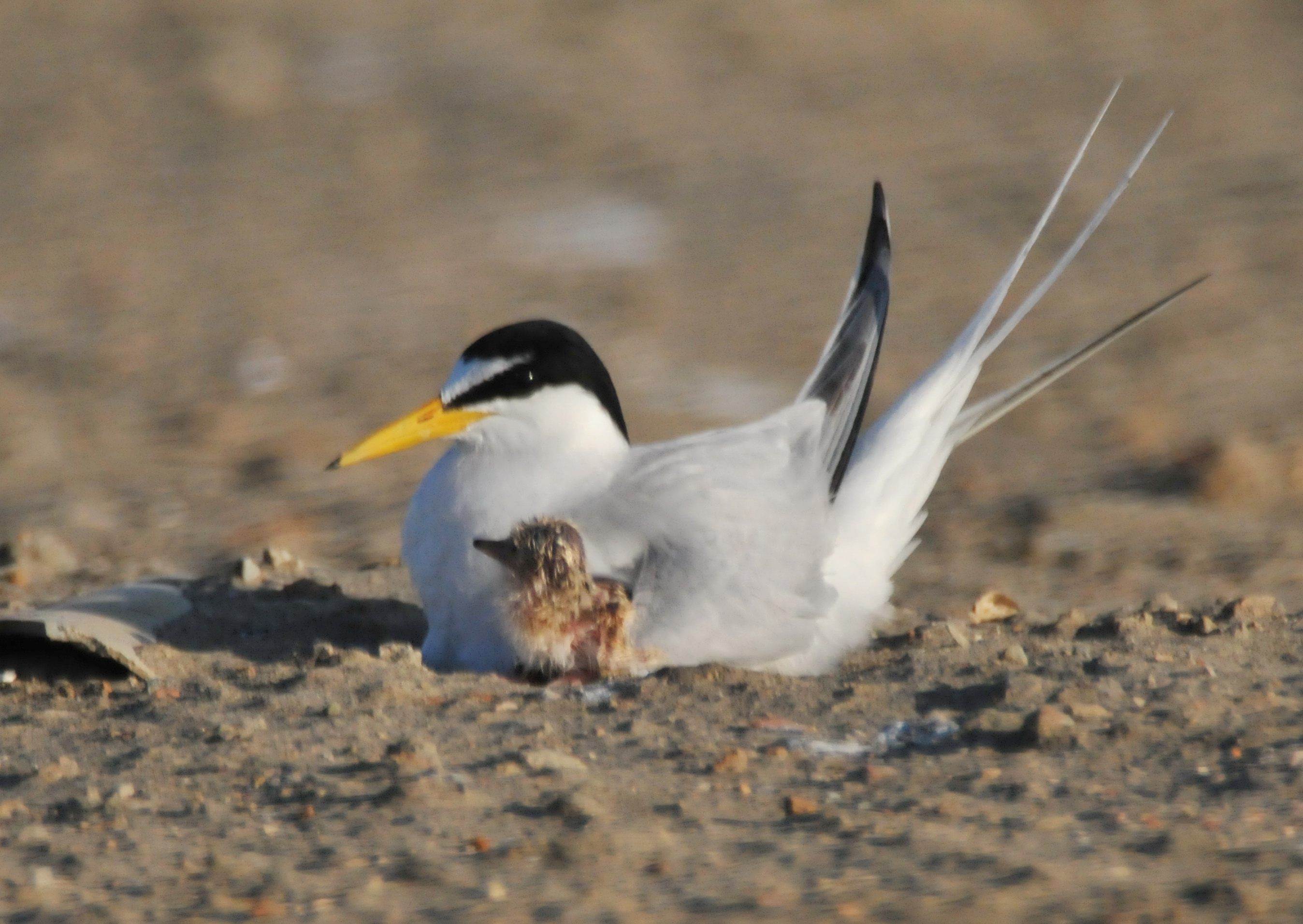 小燕鷗的守護 荒野保護協會 小燕鷗的守護 荒野保護協會