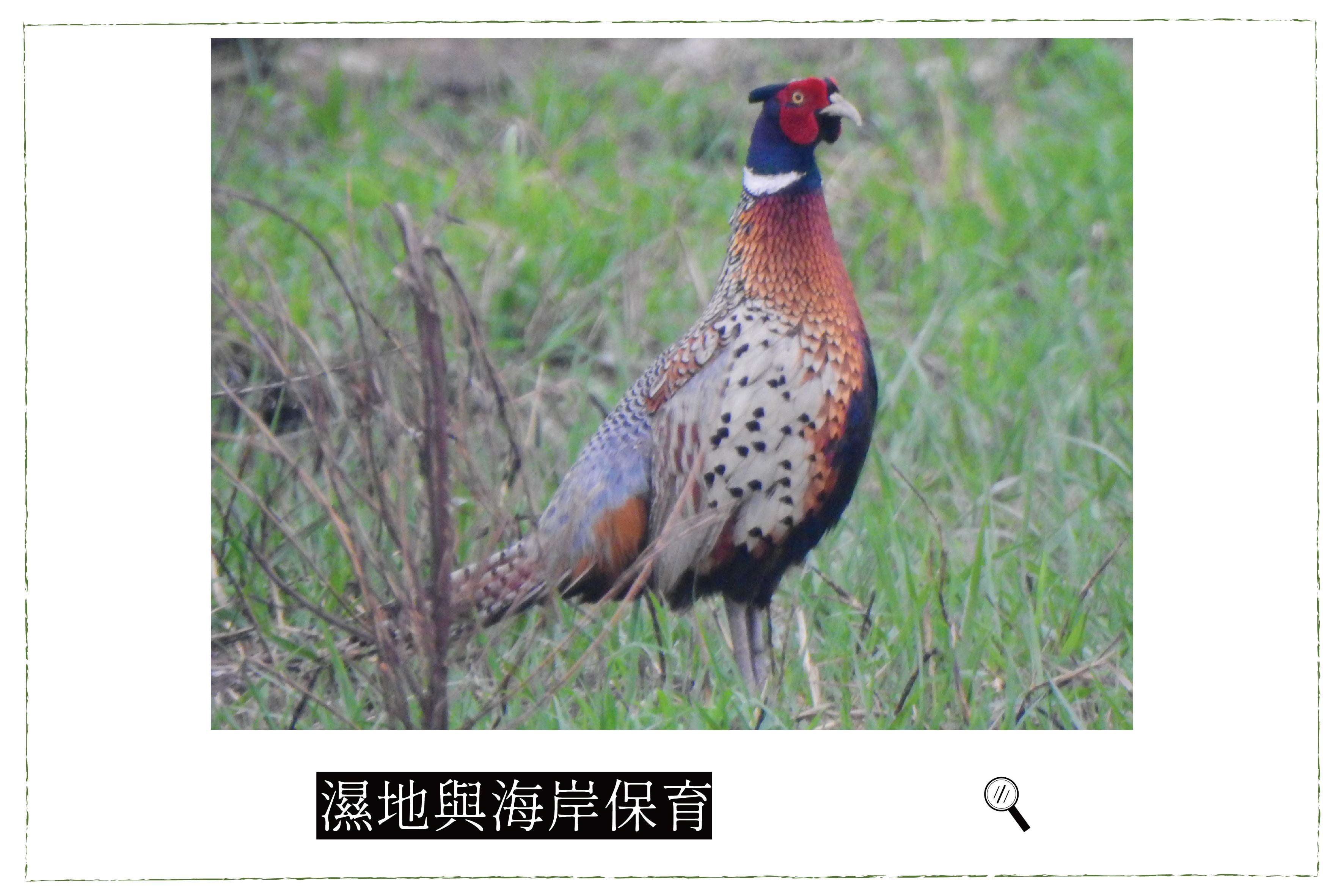 啼聲響徹原野的草地明珠 環頸雉 荒野保護協會